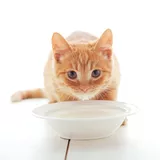 【2019年最新】有名猫用ミルク＆スープ完全レビュー