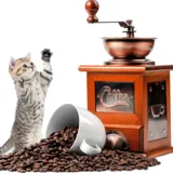 猫専用デザートが人気！猫と一緒に入れる東京のカフェ・喫茶店 ８選